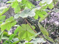 Cecropia ficifolia, photograph (c) Diogo Luiz, some rights reserved (CC BY)