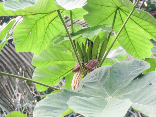 Cecropia ficifolia, photograph 2