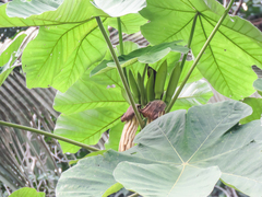 Cecropia ficifolia, photograph (c) Diogo Luiz, some rights reserved (CC BY)