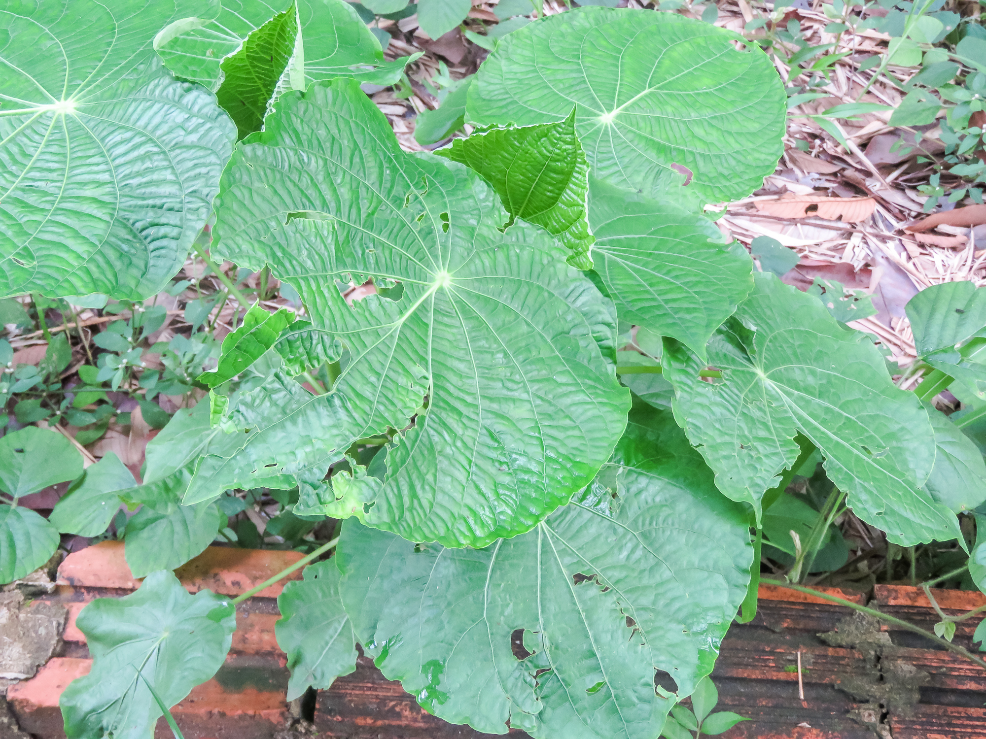 Piper peltatum