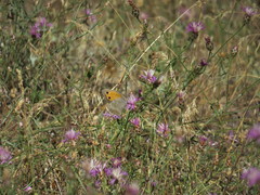 Hyponephele lycaon