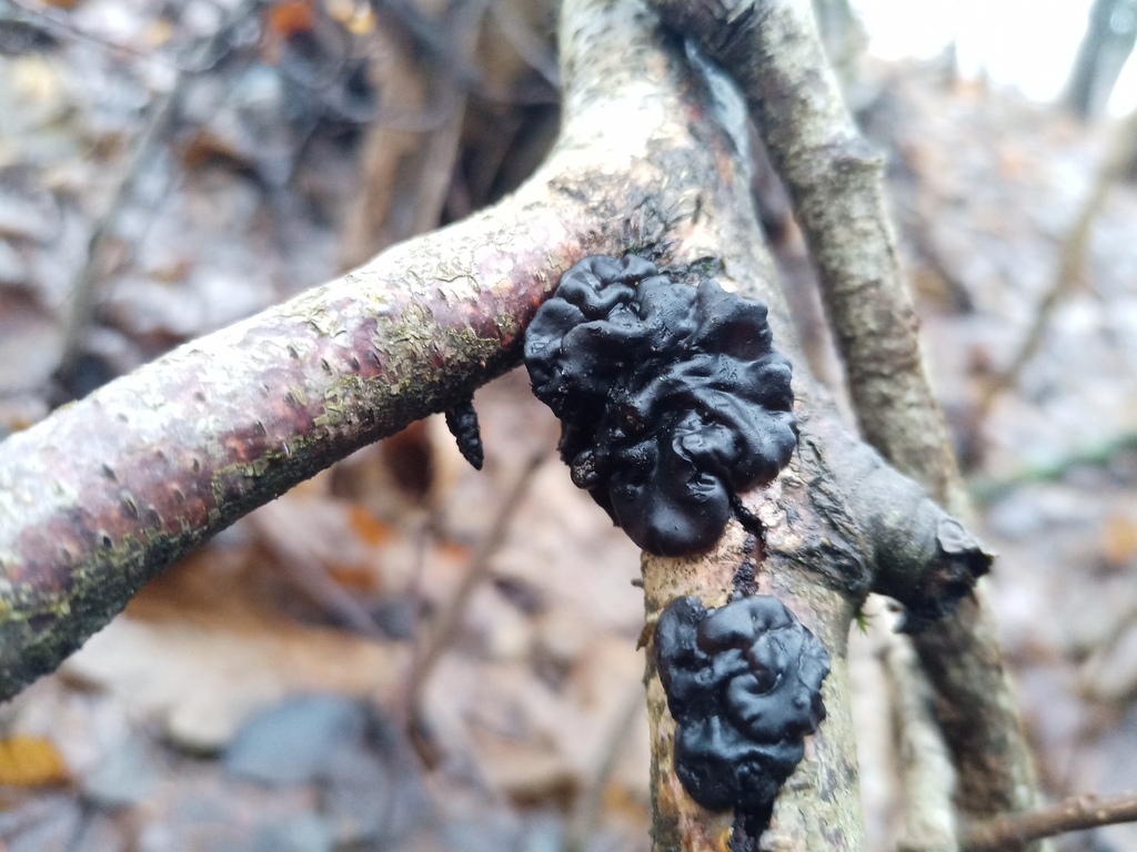 Exidia nigricans · December 2025 · photo: © jolinarm (iNaturalist, cc-by)