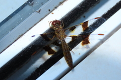 Perithemis icteroptera