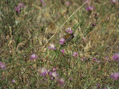 Hyponephele lycaon