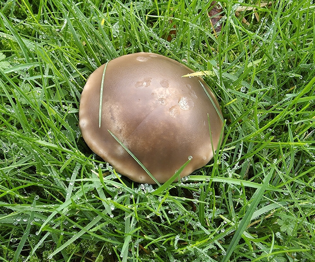 Collybia personata · December 2025 · photo: © sabear (iNaturalist, cc0)
