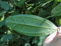 Strychnos panamensis