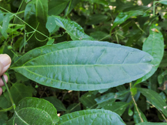 Strychnos panamensis