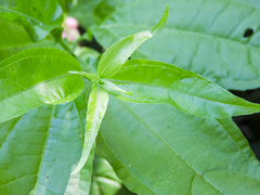 Strychnos panamensis