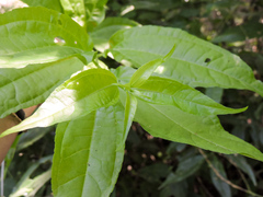 Strychnos panamensis