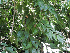 Strychnos panamensis