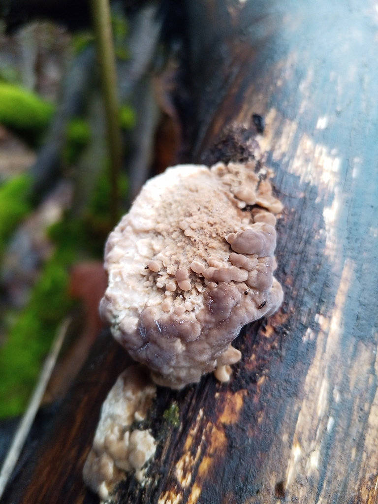 Leptoporus mollis · December 2025 · photo: © jolinarm (iNaturalist, cc-by)