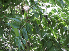 Strychnos panamensis