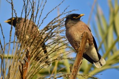 Acridotheres tristis