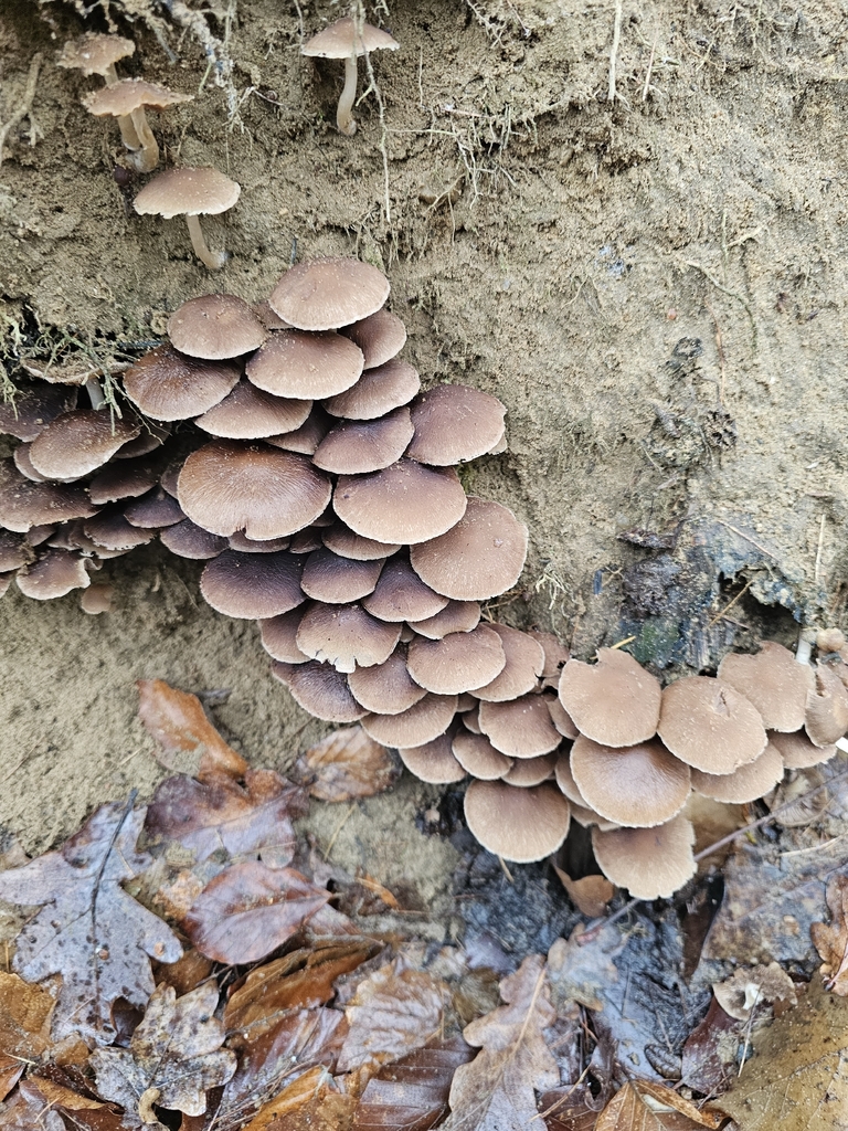 Psathyrella piluliformis · December 2025 · photo: © emilvus (iNaturalist, cc-by)