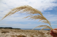 Austroderia splendens