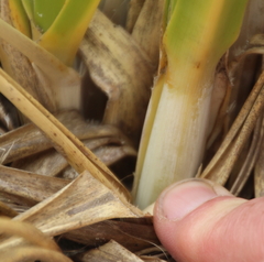 Austroderia splendens