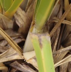 Austroderia splendens