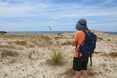 Austroderia splendens
