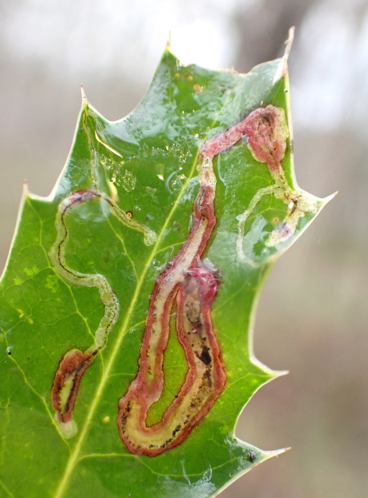 Phytomyza jucunda