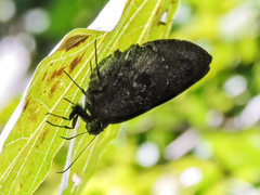 Narcosius parisi helen