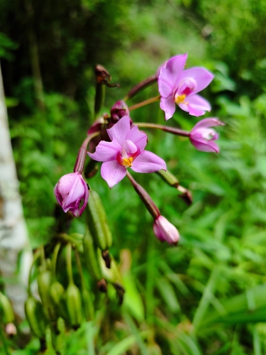 Spathoglottis plicata