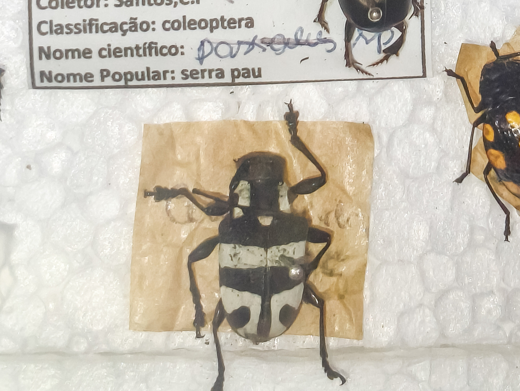 Jurua monachina