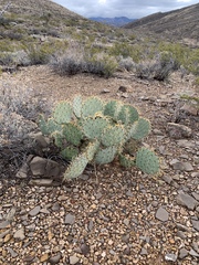 Opuntia arizonica