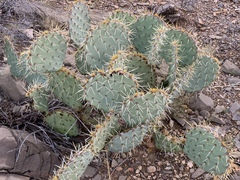 Opuntia arizonica