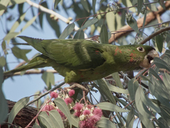 Psittacara mitratus