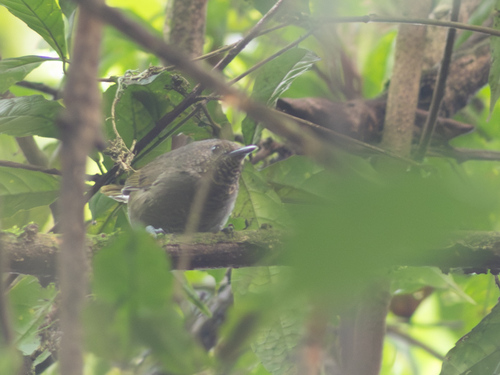 iNaturalist image