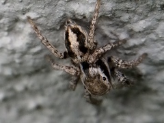 Habronattus klauseri