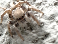 Habronattus klauseri