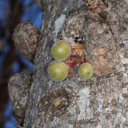 Knobbly Fig (Ficus sansibarica)