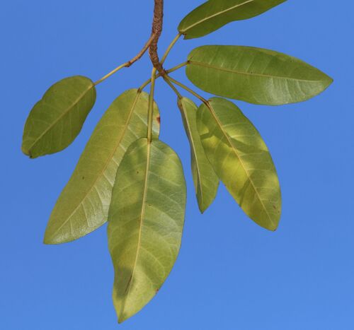 Ficus sansibarica
