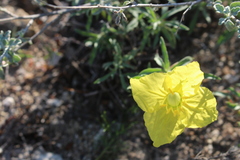 Oenothera lavandulifolia