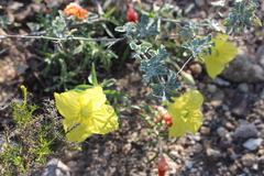 Oenothera lavandulifolia