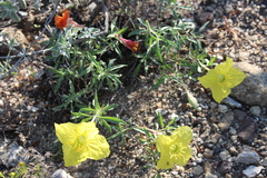 Oenothera lavandulifolia