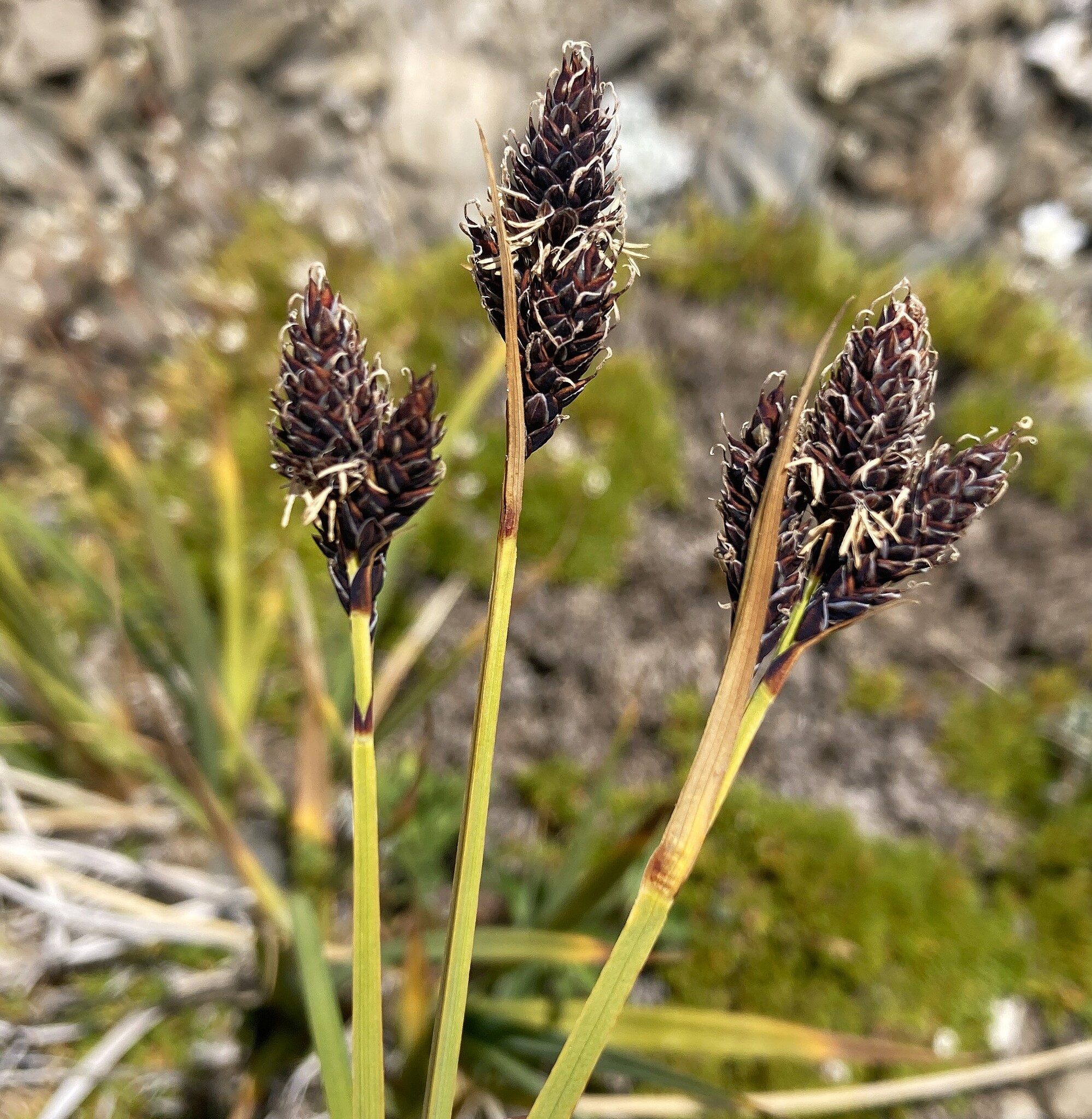 Carex albonigra