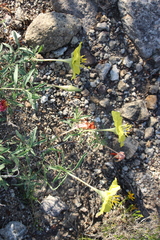 Oenothera lavandulifolia