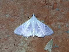 Diaphania glauculalis