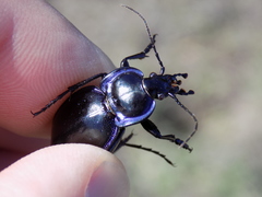Carabus finitimus