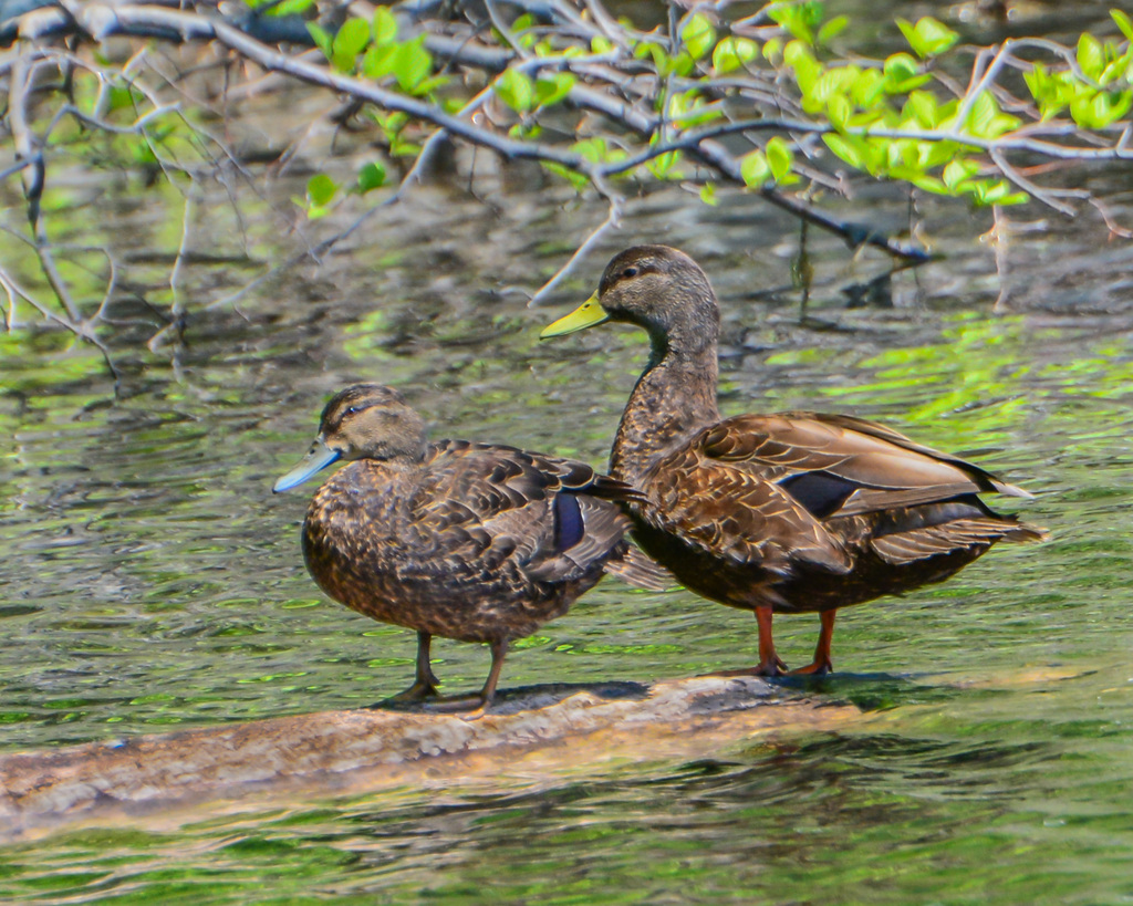 American Black Duck (Birds of the Preserve at Shaker Village) · iNaturalist