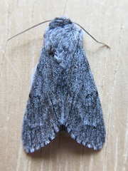 Acronicta cyanescens