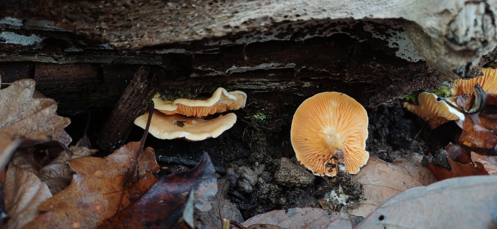 Hygrophoropsis aurantiaca · December 2025 · photo: © stargazerhs (iNaturalist, cc-by)
