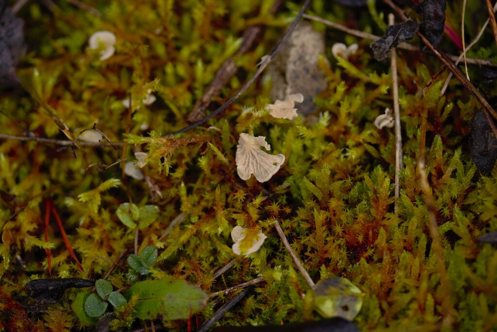 Arrhenia retiruga · December 2025 · photo: © stargazerhs (iNaturalist, cc-by)