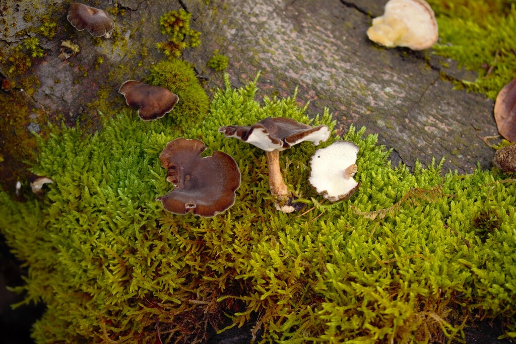 Lentinus brumalis · December 2025 · photo: © stargazerhs (iNaturalist, cc-by)
