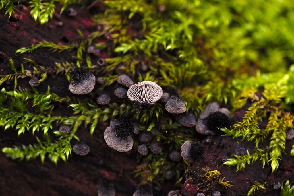 Resupinatus trichotis · December 2025 · photo: © stargazerhs (iNaturalist, cc-by)