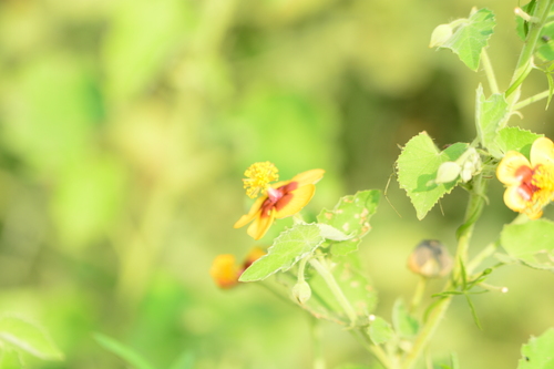 Abutilon hirtum, photograph 6