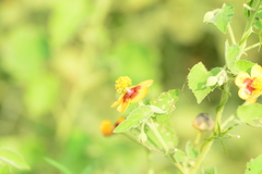 Abutilon hirtum, photograph author not stated, no rights reserved