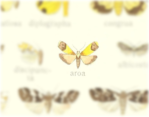 Heterallactis aroa
